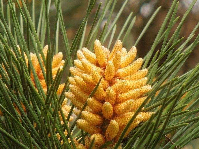 Bun pentru sănătate-celule sparte pulbere de polen de pin