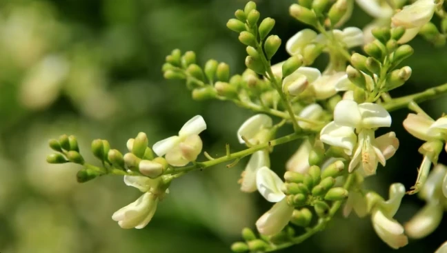 Sophora Japonica flower extract Sophora Japonica flower extract